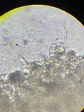 Contumyces rosellus image