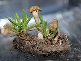 Contumyces rosellus image