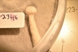 Pleurotus eryngii image
