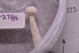 Pleurotus eryngii image