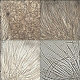Cheilymenia granulata image