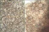 Cheilymenia granulata image