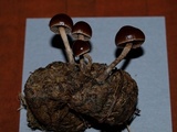 Psilocybe coprophila image