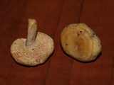 Hydnum oregonense image