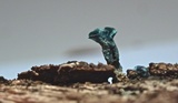 Chlorociboria aeruginascens image