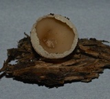 Tarzetta catinus image