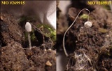 Coprinopsis foetidella image