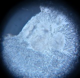 Natantiella ligneola image
