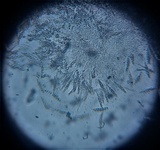 Natantiella ligneola image