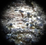 Natantiella ligneola image