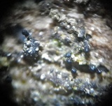Natantiella ligneola image