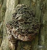 Globifomes graveolens image