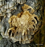 Globifomes graveolens image