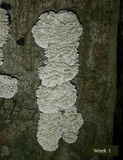 Globifomes graveolens image