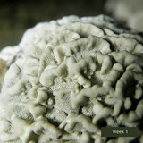 Globifomes graveolens image