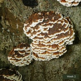 Globifomes graveolens image
