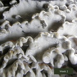 Globifomes graveolens image