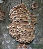 Globifomes graveolens image
