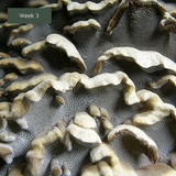 Globifomes graveolens image