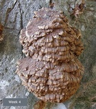 Globifomes graveolens image