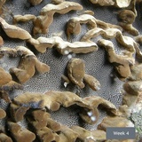 Globifomes graveolens image