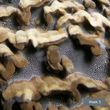 Globifomes graveolens image