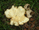 Clitocybe brunneocephala image
