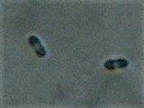 Natantiella ligneola image