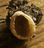 Tarzetta cupularis image