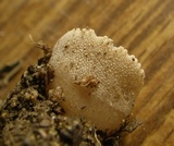 Tarzetta cupularis image