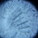 Tarzetta cupularis image