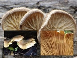 Tapinella panuoides image