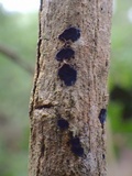 Terana coerulea image