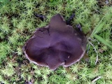 Helvella leucomelaena image