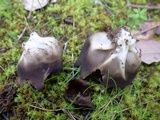 Helvella leucomelaena image
