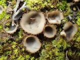 Geopora arenosa image