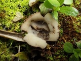 Geopora arenosa image