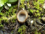 Geopora arenosa image