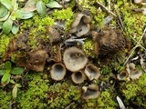 Geopora arenosa image