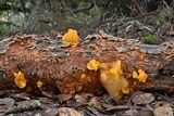 Naematelia aurantia image