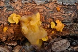 Naematelia aurantia image
