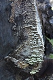 Trichaptum abietinum image