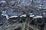Trichaptum abietinum image