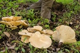 Leucopaxillus albissimus image