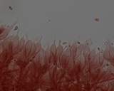 Mycena leptocephala image