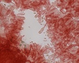Mycena leptocephala image