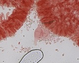 Mycena leptocephala image