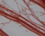 Mycena leptocephala image