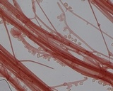 Mycena leptocephala image