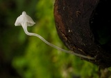Hemimycena pseudogracilis image